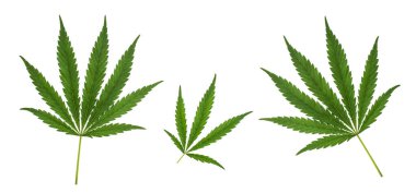 Three cannabis leaves of different sizes isolated on white background. 