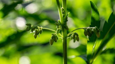 Doğal parlak ışığın arka planında tohumları olan kenevir bitkisi. Seçici odak.