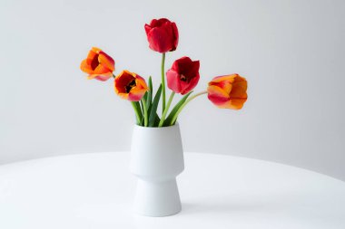Bouquet of red and yellow tulips in a white vase on a light grey  background. 