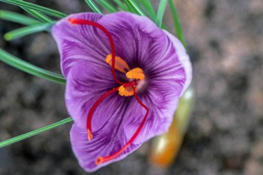 Saffron crocus flower with red stigmas on a blurred natural background. on a blurred natural background.