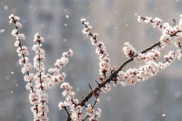 Snowfall Background Blooming Fruit Tree Branches Selective Focus Stock Picture