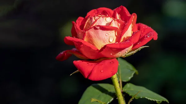 Red Rose Drops Water Naturally Blurred Background Selective Focus — Stock Photo, Image