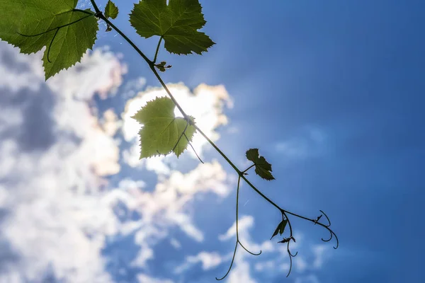 The texture of a young grape vine in sunshine against the blue sky with white clouds.