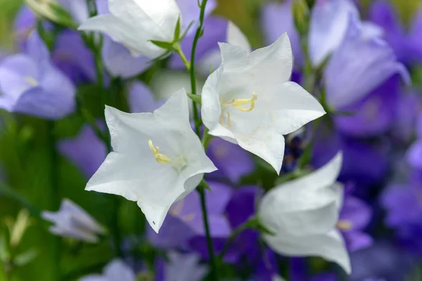 Flores Campanas Blancas Azules Florecientes Sobre Fondo Natural Enfoque Selectivo — Foto de Stock