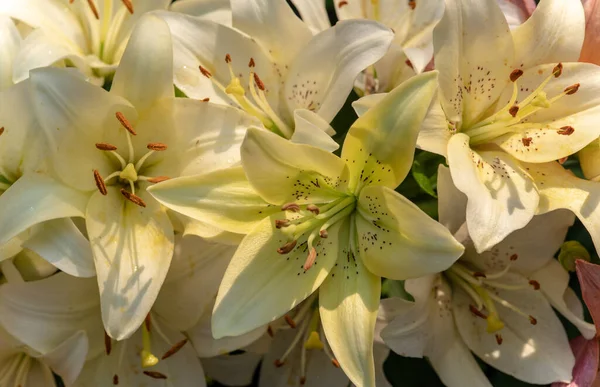 Ljusgula Liljor Blomstersäng Selektivt Fokus Naturlig Bakgrund — Stockfoto