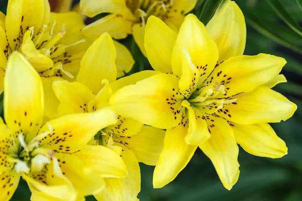 Jasně Žluté Lilie Květy Přirozeném Pozadí Selektivní Zaměření — Stock fotografie