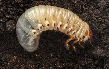 Toprağın arka planında beyaz tırtıl larvası var. Mayıs böceği larvası. Tarım haşeresi.