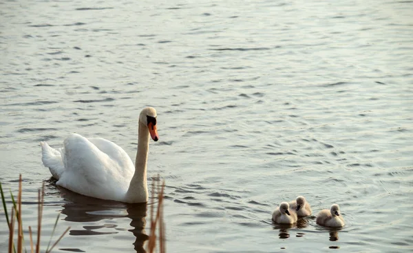 Cisne Branco Com Filhotes Nada Lago Foco Seletivo — Fotografia de Stock