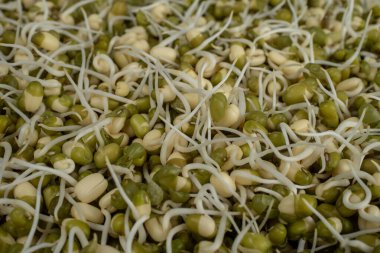 Mung fasulyesi filizlendi. Sağlıklı yiyecekler. Mung fasulyelerinin doğal arka planı. Seçici odak.  