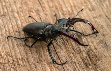 Erkek geyik böceği kaba bir ahşap dokunun arka planında oturur. Seçici odak.