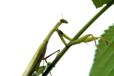 Dişi peygamber devesi bir bitkinin yaprağına oturur. Seçici odak