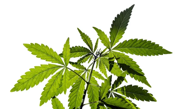 Planta Cannabis Brillantemente Iluminada Aislada Sobre Fondo Blanco — Foto de Stock