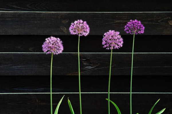 Blooming giant onion flowers against a dark painted wooden fence.