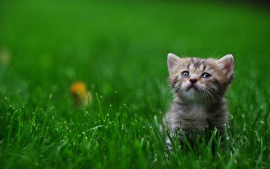 A small fluffy kitten sits in the green grass. Selective focus.