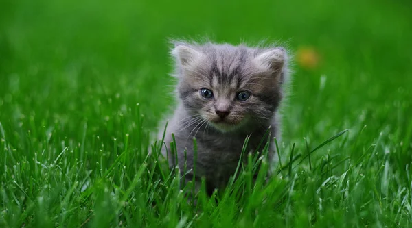 A small fluffy kitten sits in the green grass. Selective focus.