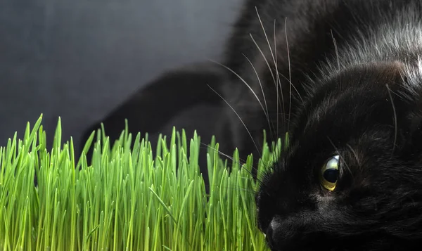Een Zwarte Kat Ligt Bij Spruiten Van Jong Gras Een — Stockfoto