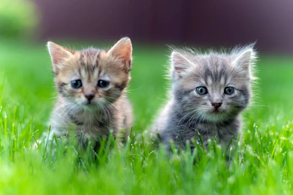 Два Маленьких Котенка Сидят Траве Селективный Фокус — стоковое фото