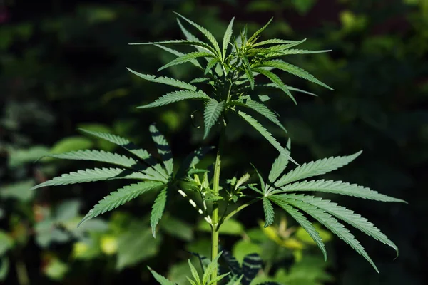 Cannabis Planta Iluminada Pelo Sol Brilhante Sobre Fundo Natural Foco — Fotografia de Stock