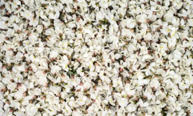 Kara çekirge çiçeklerinin doğal arka planı. Robinia Pseudoacia 'nın doğal çiçek dokusu.