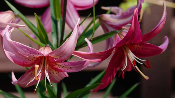 Λουλούδι Και Μπουμπούκι Ροζ Κρίνου Στον Κήπο Ένα Υβρίδιο Μάρταγκον — Φωτογραφία Αρχείου