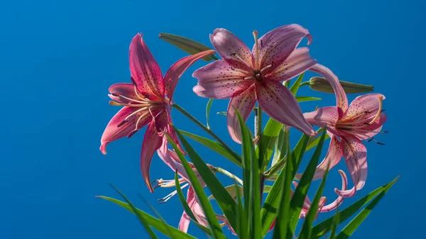 Λουλούδι Και Μπουμπούκι Ροζ Κρίνου Ενάντια Στον Γαλάζιο Ουρανό Ένα — Φωτογραφία Αρχείου