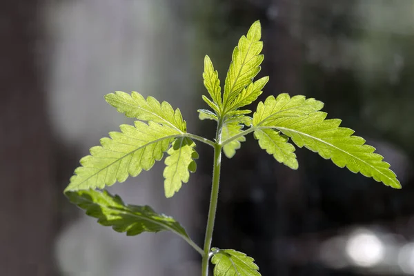 Planta Cannabis Joven Sobre Fondo Natural Borroso Enfoque Selectivo — Foto de Stock