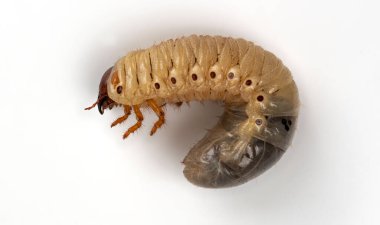 Beyaz tırtıl larvası beyaz arkaplanda izole. 