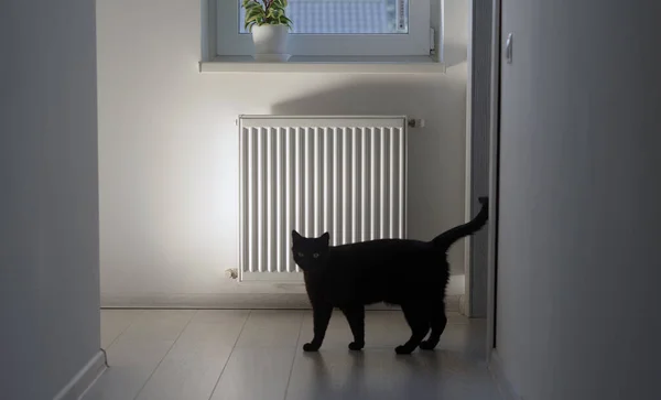 El gato negro cerca de un radiador caliente. Un radiador de calefacción ...