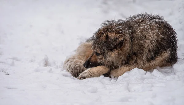 Sad Homeless Dog Lies Snowfall Selective Focus Royalty Free Stock Photos