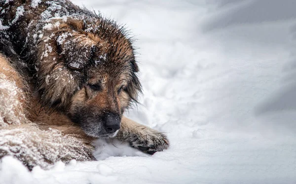 Cão Sem Abrigo Triste Está Debaixo Uma Nevasca Foco Seletivo Imagens Royalty-Free