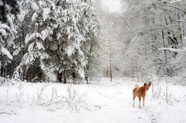 Kızıl köpek, karlı bir ormanda yolda. Kış manzarası. Seçici odak.