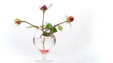 Hafif arka planda konyak bardağında üç gül tomurcuğu. Seçici odak.