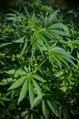 Tarlada kenevir çalıları. Esrar tarlası, güneş ışığıyla aydınlatılmış. Seçici odak.  