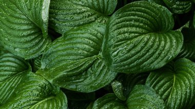 Hosta 'daki su damlaları yağmurdan sonra dökülür. Seçici odak.  