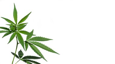 Beyaz arka planda izole edilmiş marihuana bitkisi. Seçici odak. 