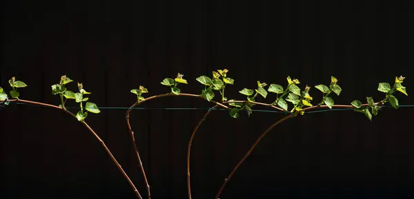 stock image Young shoots of a grapevine brightly lit by the sun on a black background.