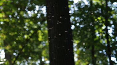 Parktaki bir sivrisinek sürüsü ağaçların arka planına karşı. Seçici odak.