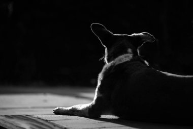 Siyah arka planda bir köpeğin silueti. Siyah beyaz fotoğraf.