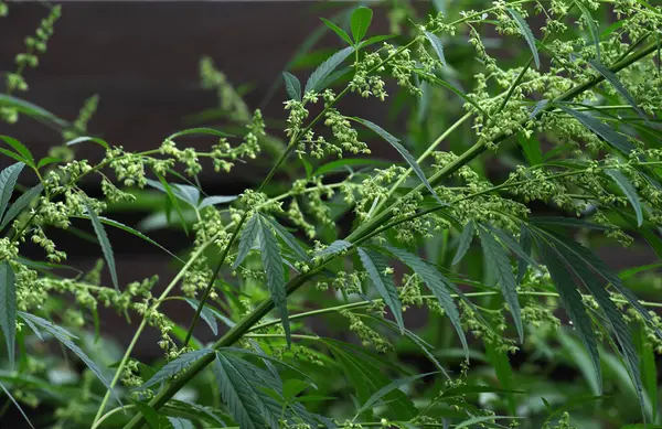 Blooming plant of cannabis on a dark background. Selective focus.