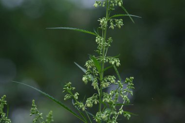 Doğal bir arka planda çiçekli marihuana bitkisi. Seçici odak.