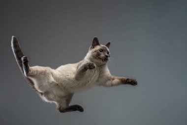 Pençeleri açık kedi zıplıyor. Gri bir arkaplanda.