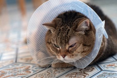 Göz ameliyatından sonra koruyucu veteriner tasmalı tekir kedi. Seçici odak.  
