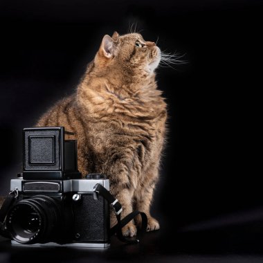 Bir tekir kedi, siyah arka planda orta formatlı bir kameranın yanında oturur..