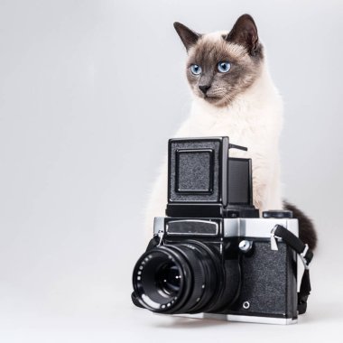 Bir kedi orta formatta bir film kamerasının yanında oturur..