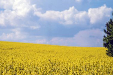 Bulutlu mavi gökyüzüne karşı çiçek açan kanola tarlası. Seçici odak.