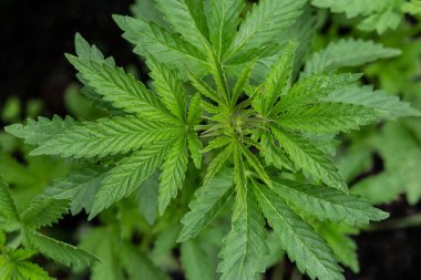 Bulanık doğal arka planda bir kenevir bitkisi. Seçici odak.