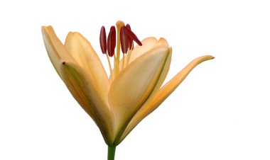 Beyaz arkaplanda izole edilmiş turuncu günlük çiçek. 