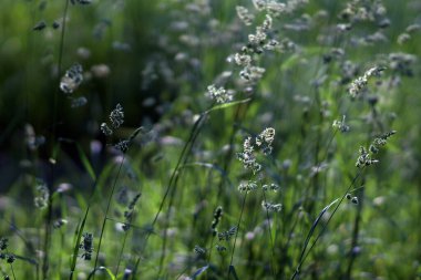 Çayır otları güneş ışınlarıyla aydınlatılır. Seçici odak.          