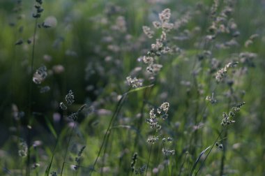 Çayır otları güneş ışınlarıyla aydınlatılır. Seçici odak. 