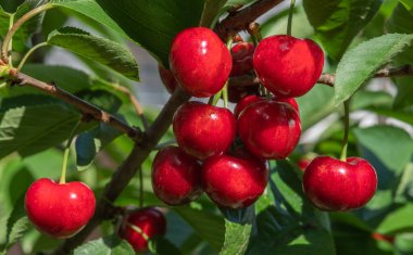 Olgun kırmızı kiraz dal demet. Seçici odak.